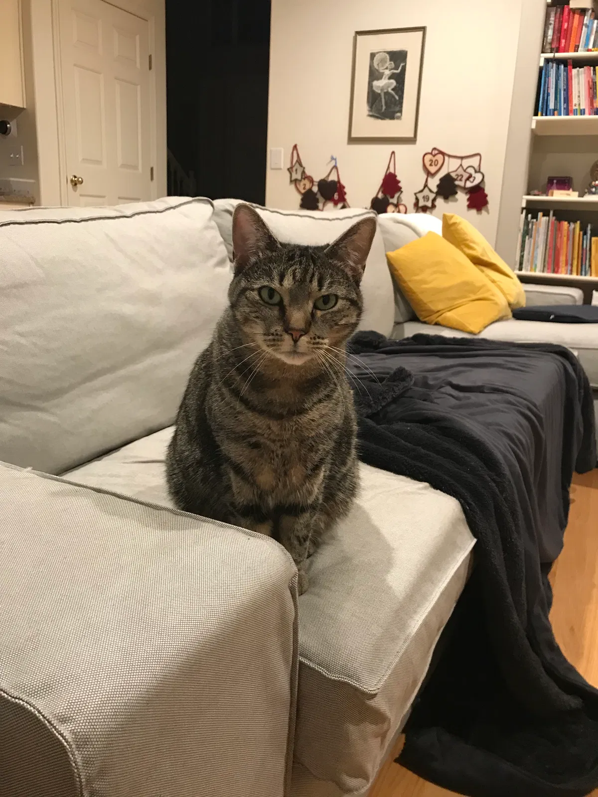 Lost cat in Lake Oswego, OR, 97035