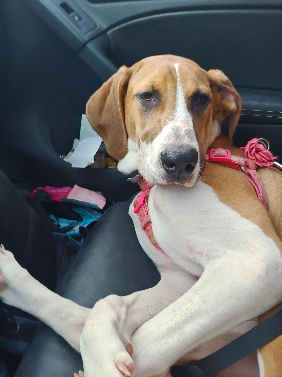 Lost dog in Oklahoma City, OK, 73107