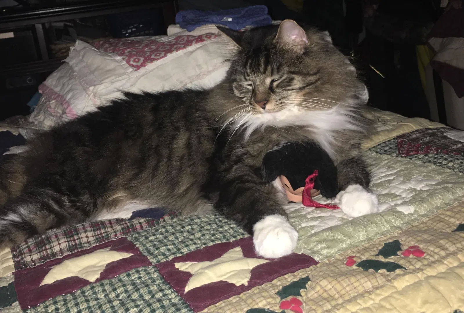 Lost cat in Grove City, OH, 43123