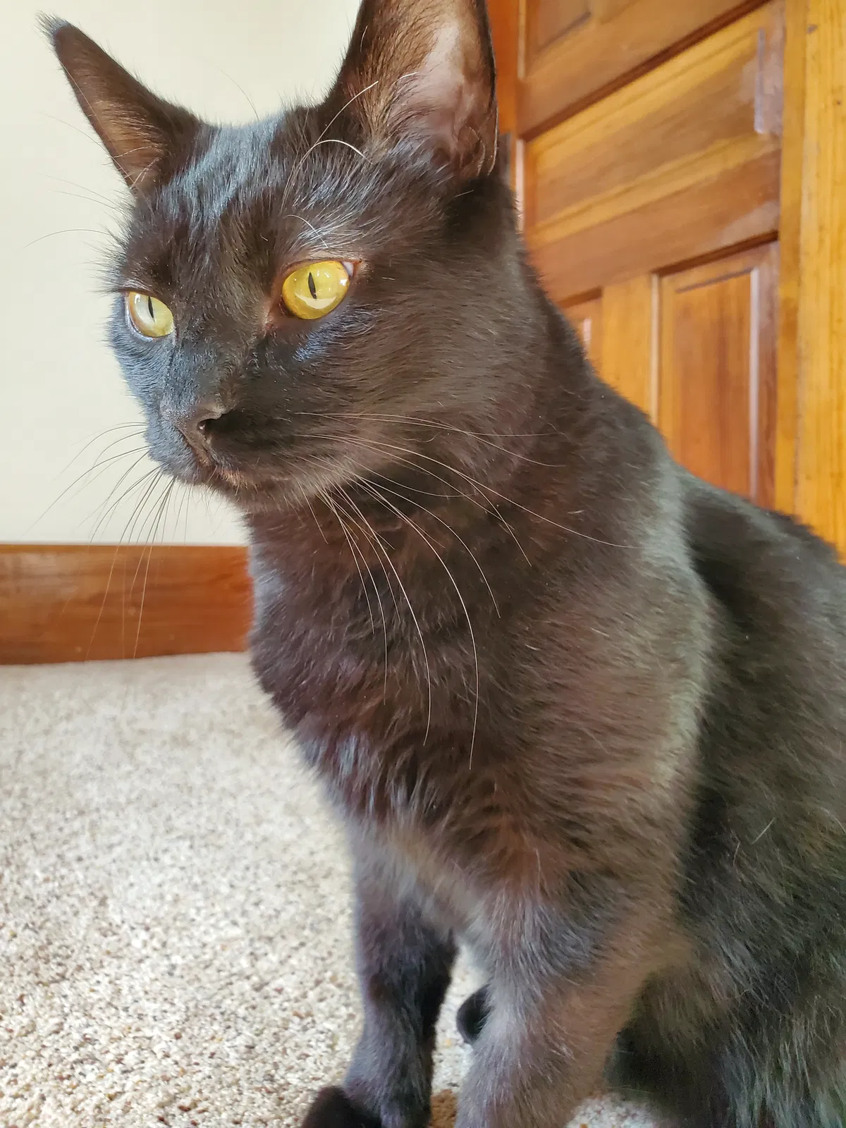 Lost cat in Marysville, OH, 43040