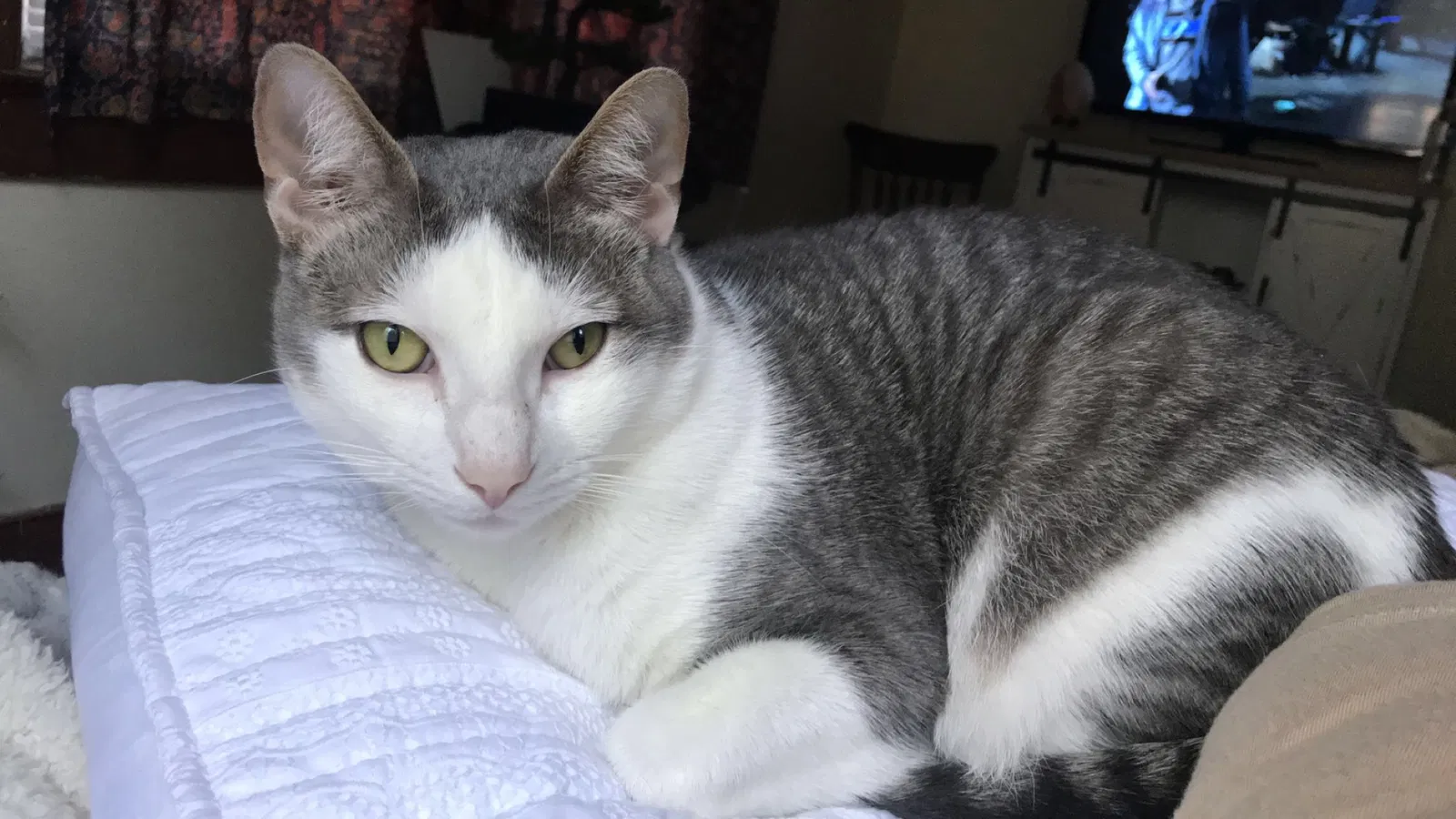 Lost cat in Lafayette, LA, 70508