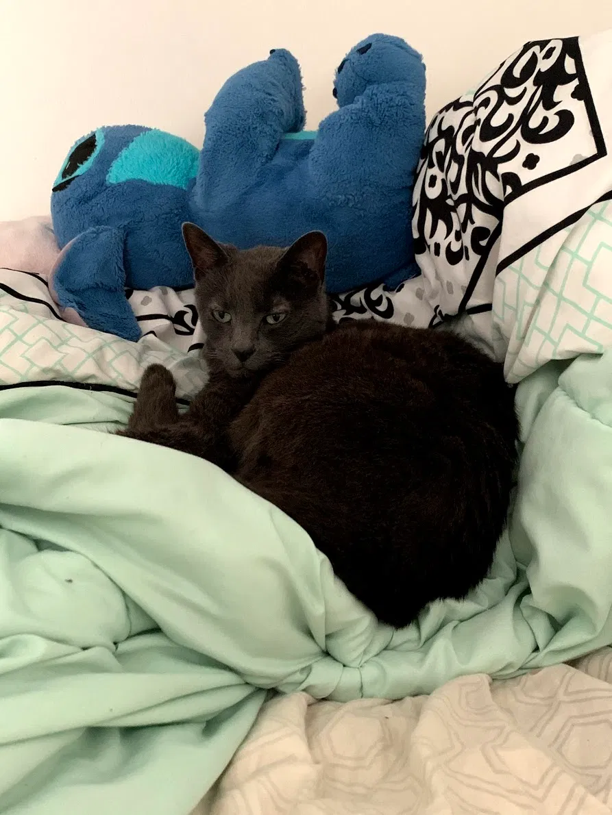 Lost cat in West Linn, OR, 97068