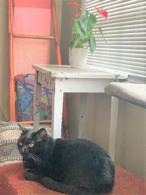 Lost cat in Durham, NC, 27705