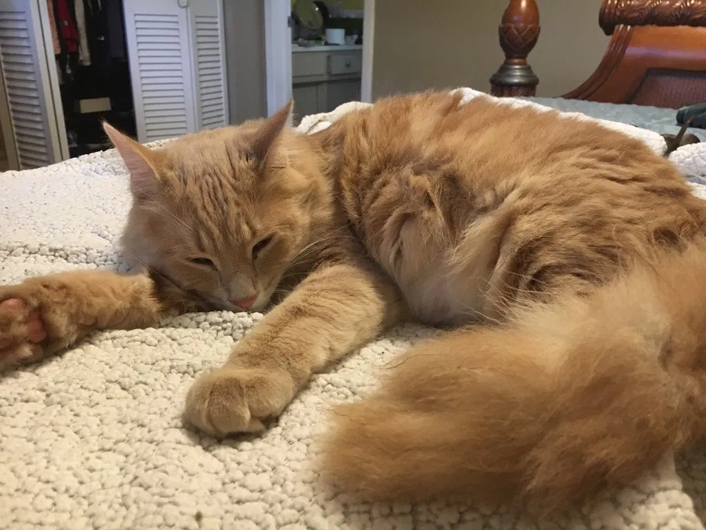 Lost cat in Clearwater, FL, 33764