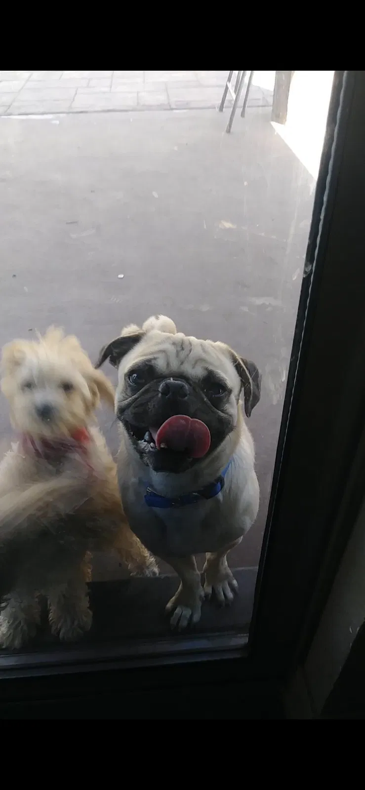 Lost dog in El Paso, TX, 79928
