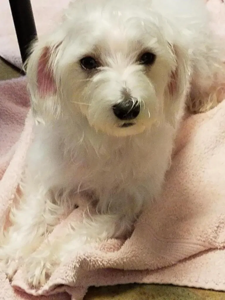 Lost dog in Newark, NJ, 7108