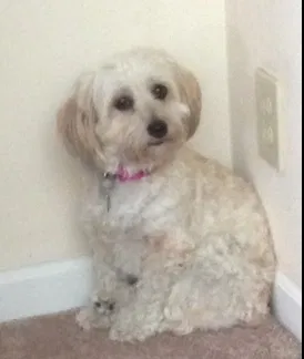 Lost dog in Oxnard, CA, 93030