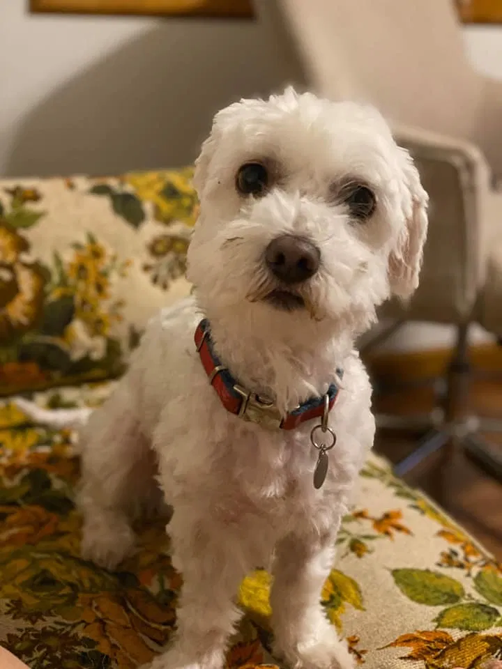 Lost dog in Hurricane, WV, 25526