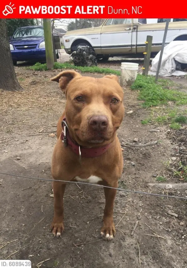 Lost dog in Dunn, NC, 28334