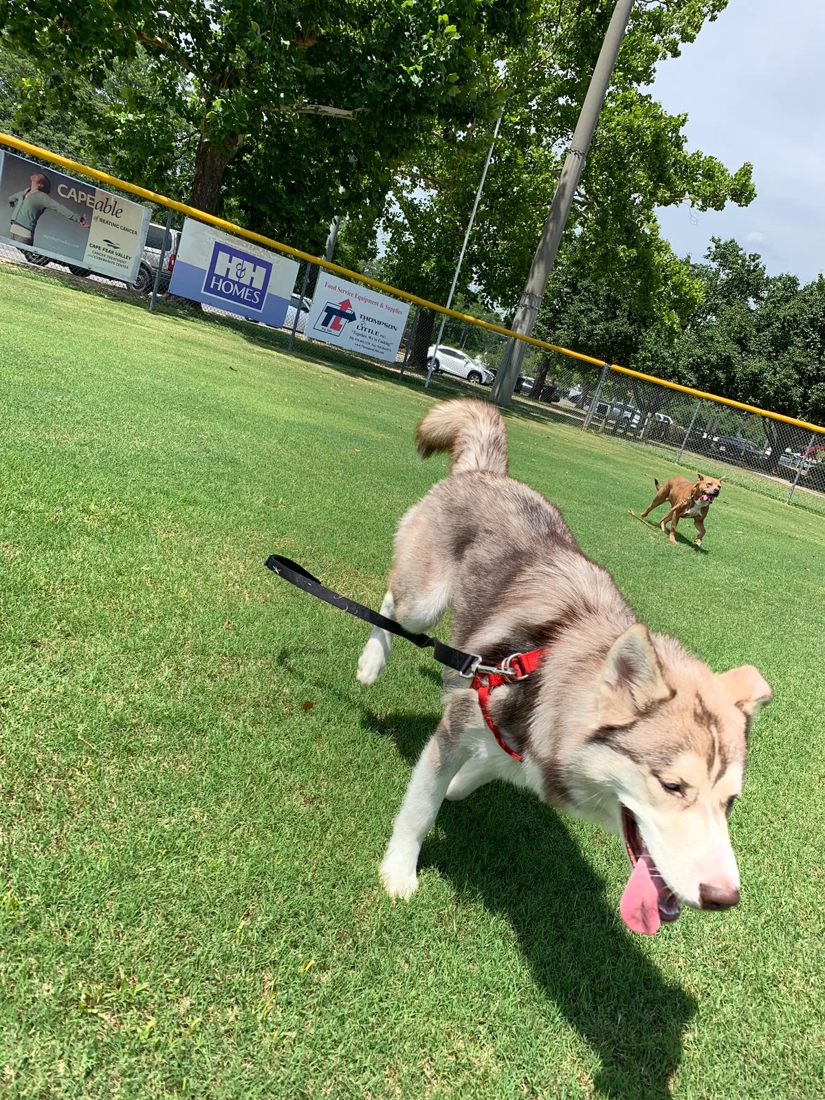 Lost dog in Fayetteville, NC, 28306