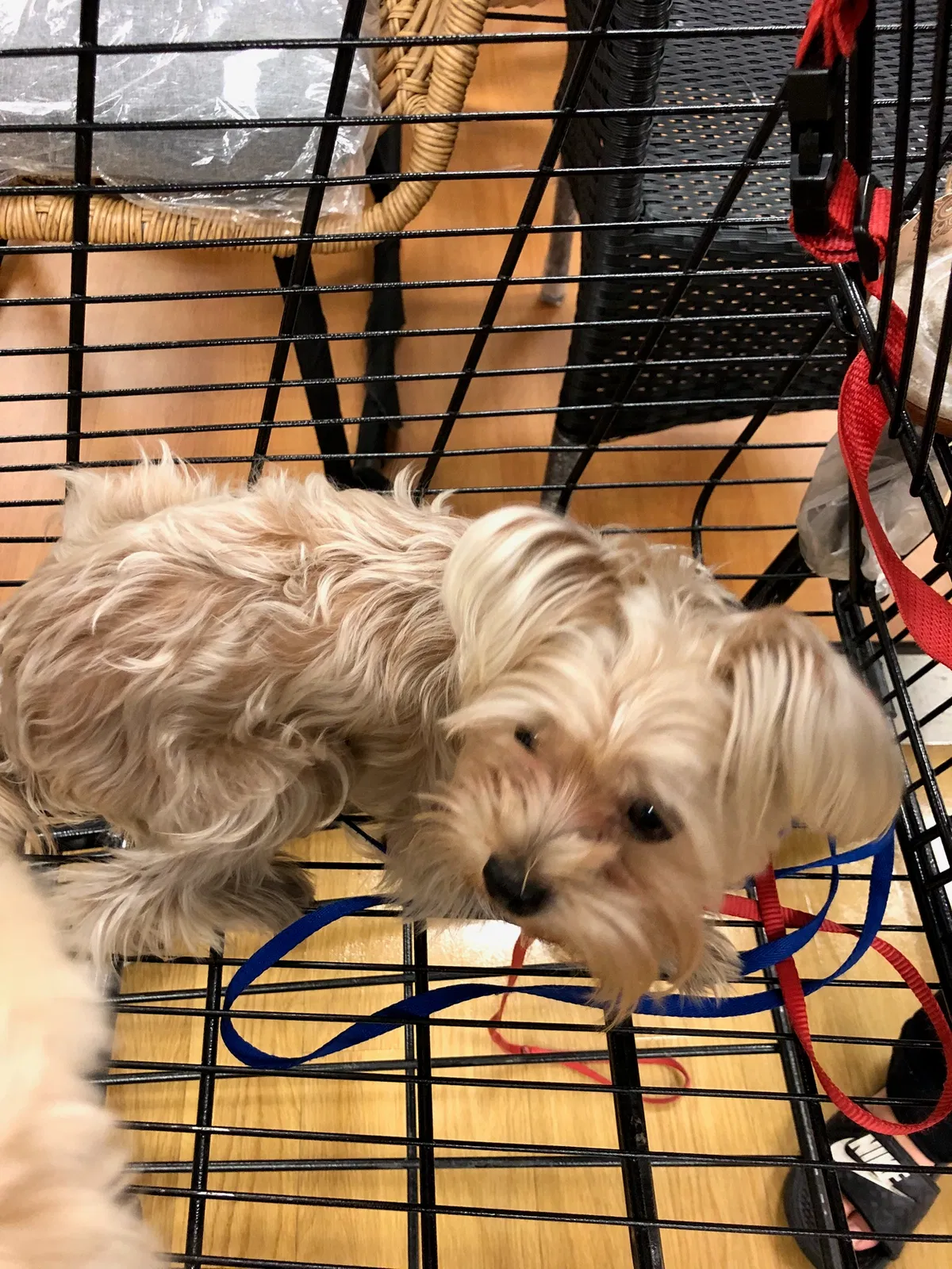 Lost dog in Santa Maria, CA, 93458