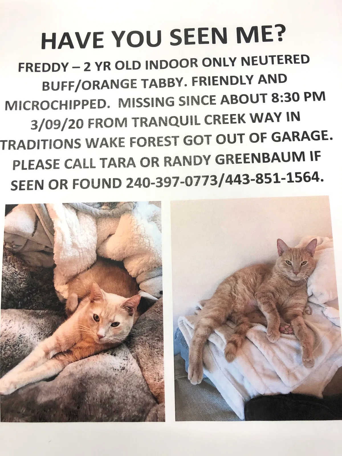 Lost cat in Wake Forest, NC, 27587