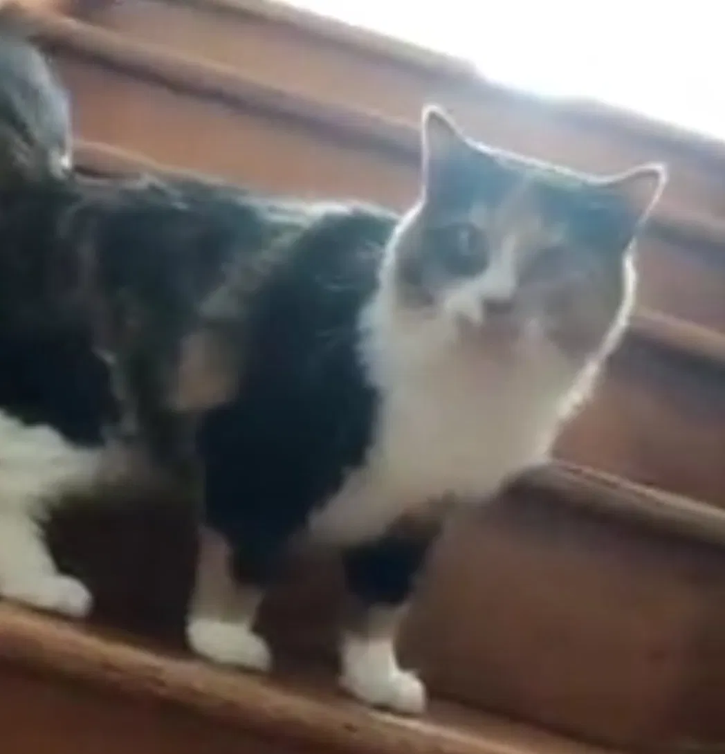 Lost cat in Hammond, IN, 46324