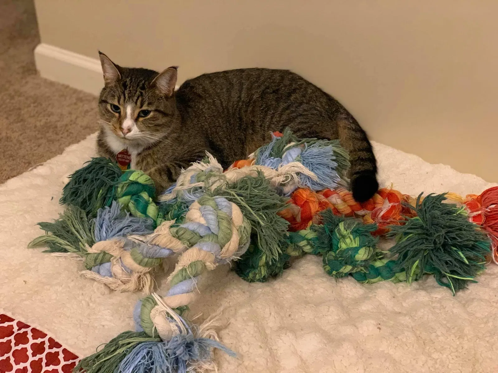 Lost cat in Fort Bragg, NC, 28307