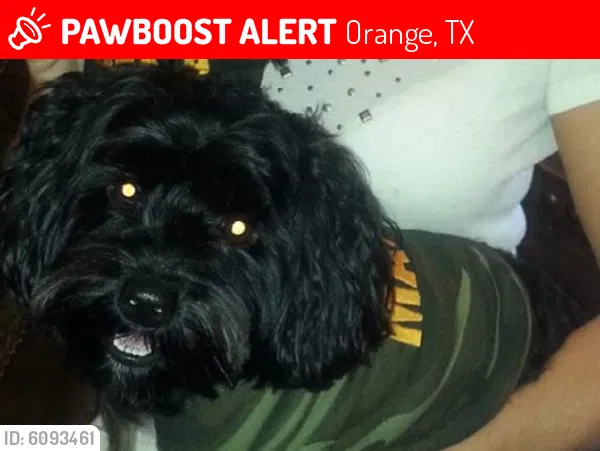 Lost dog in Orange, TX, 77630
