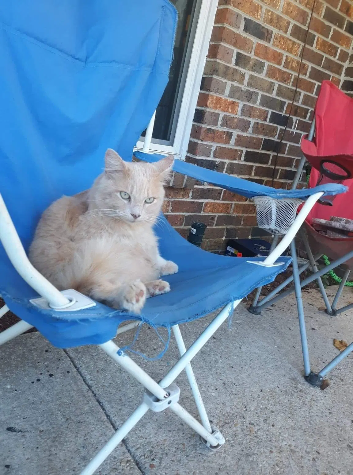 Lost cat in Pensacola, FL, 32514