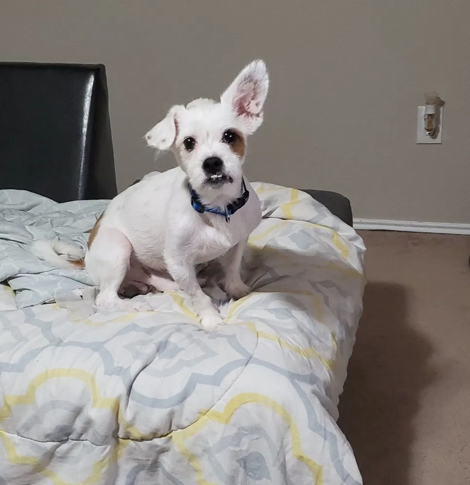Lost dog in Dallas, TX, 75248
