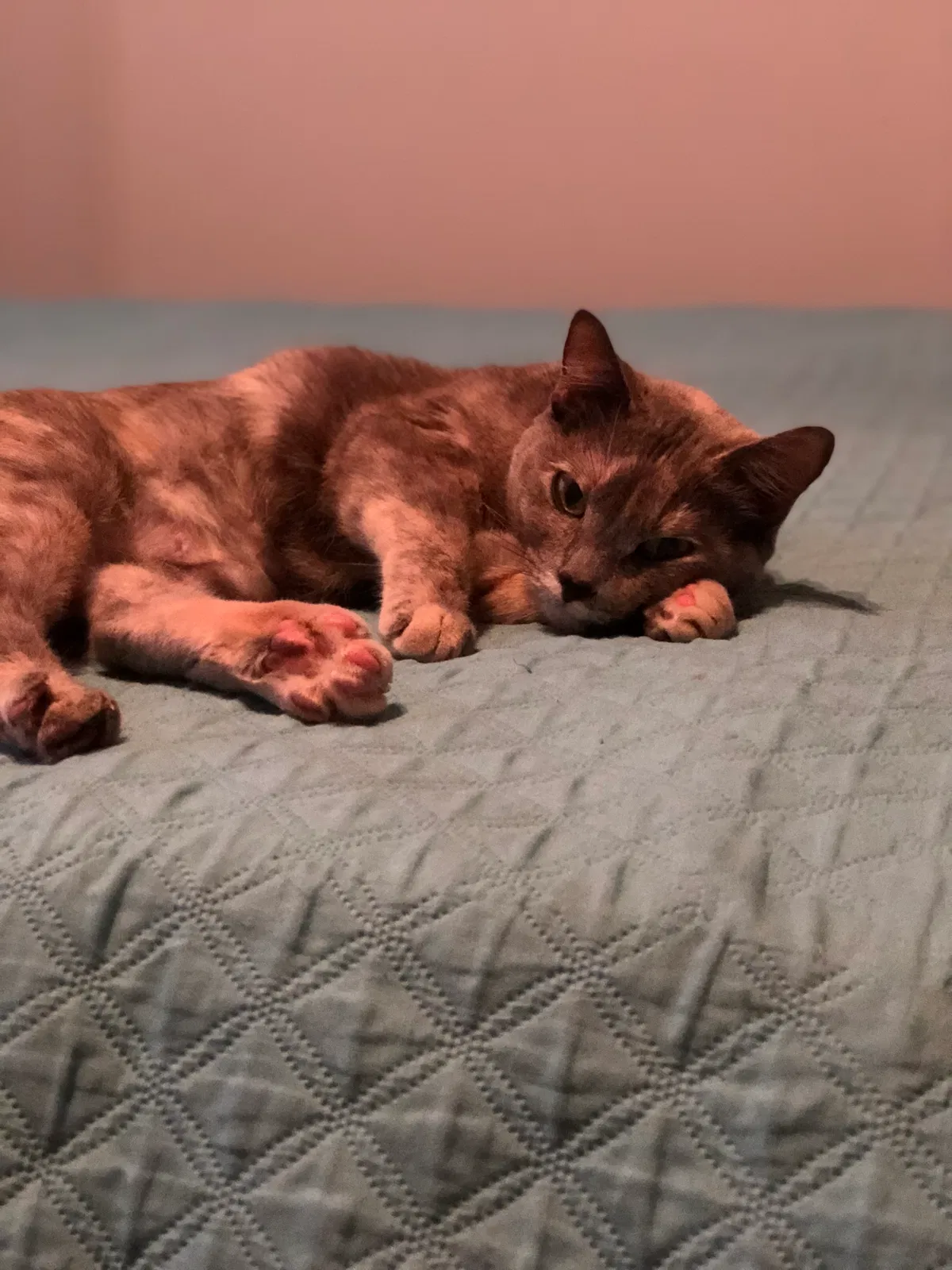 Lost cat in Dallas, TX, 75238