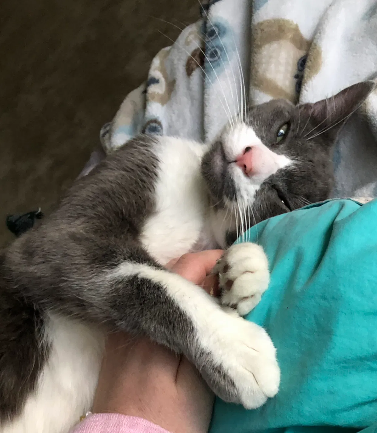 Lost cat in North Palm Beach, FL, 33408