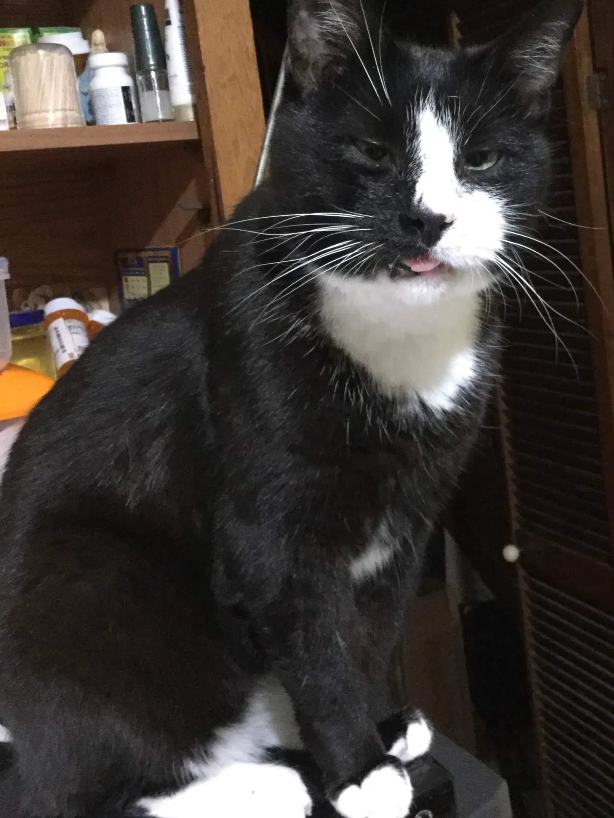 Lost cat in Elmhurst, NY, 11373