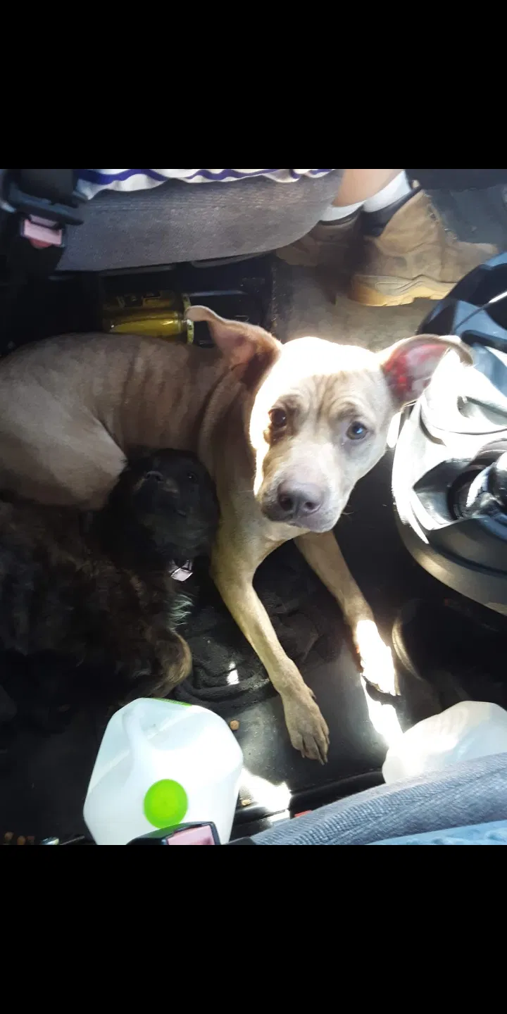 Lost dog in Laredo, TX, 78040