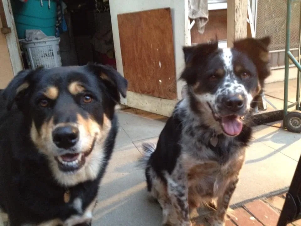 Lost dog in Riverside, CA, 92504