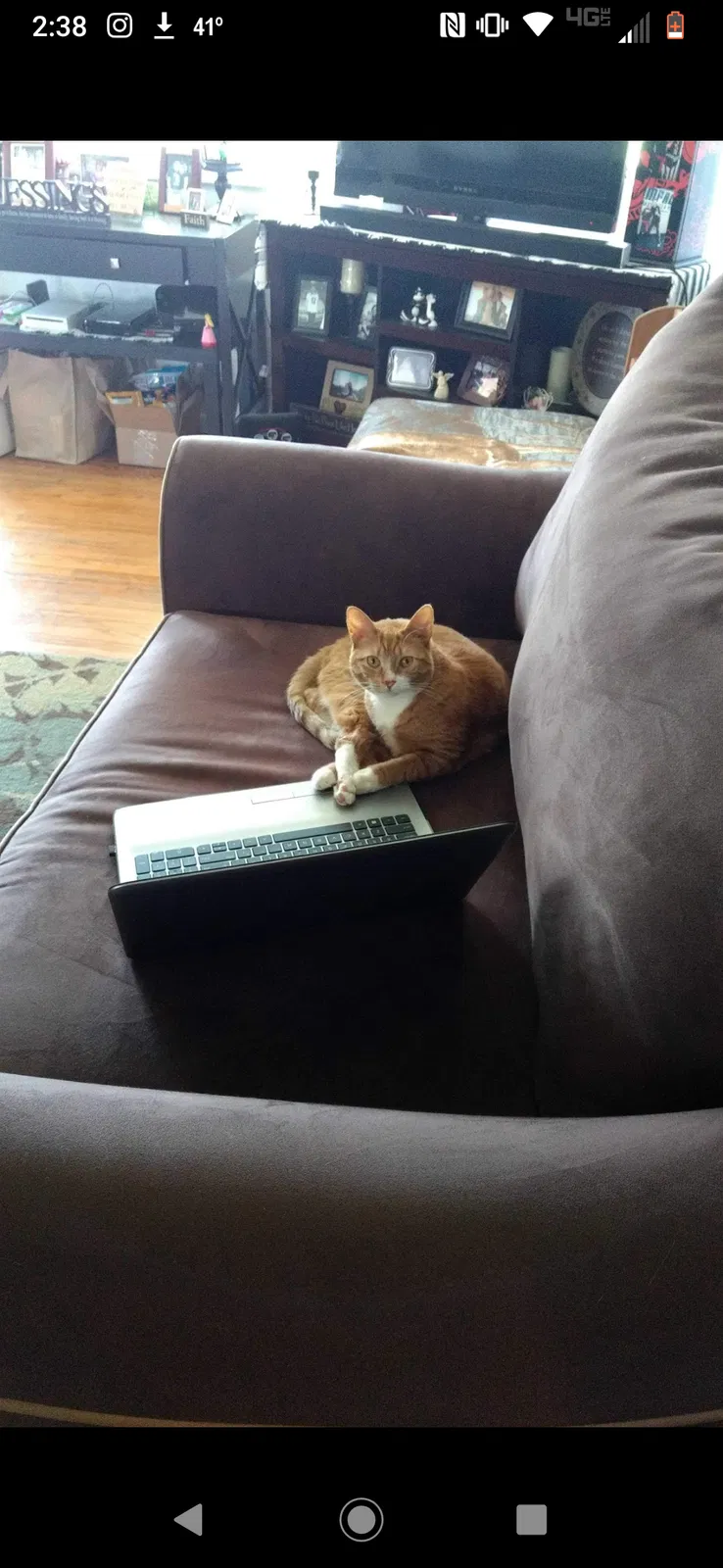 Lost cat in Syracuse, NY, 13211