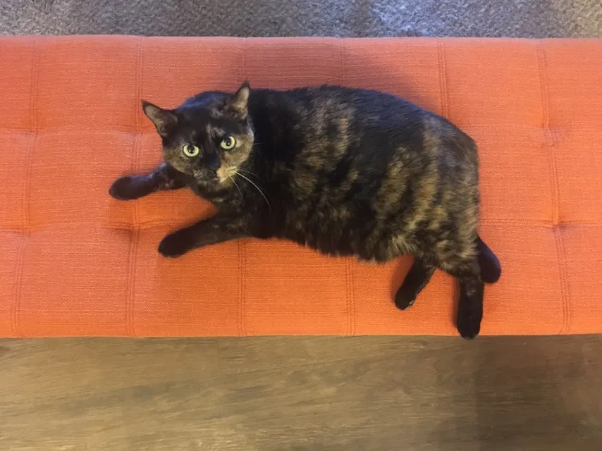 Lost cat in Kansas City, MO, 64137