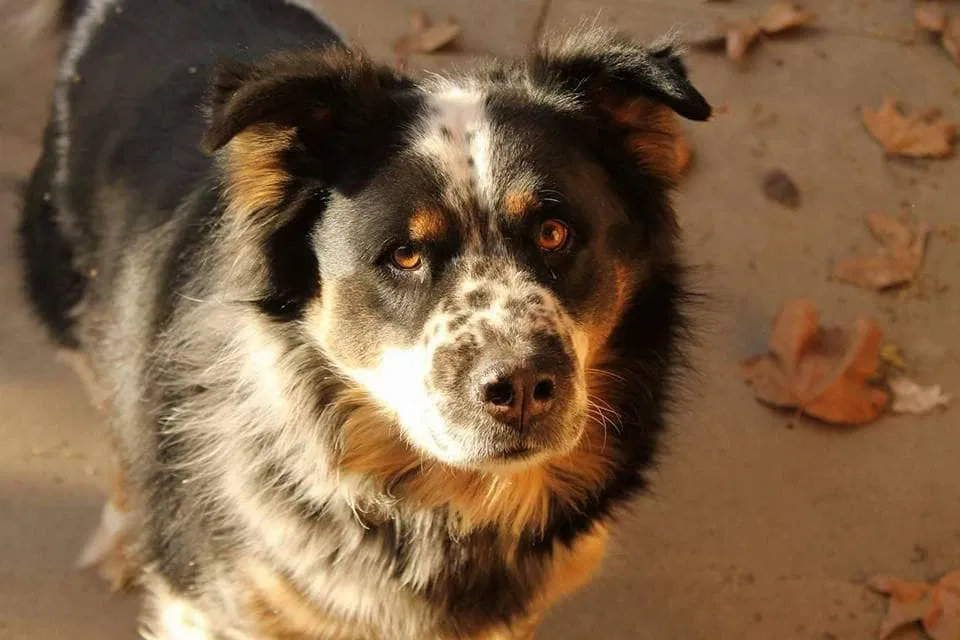 Lost dog in Riverside, CA, 92504