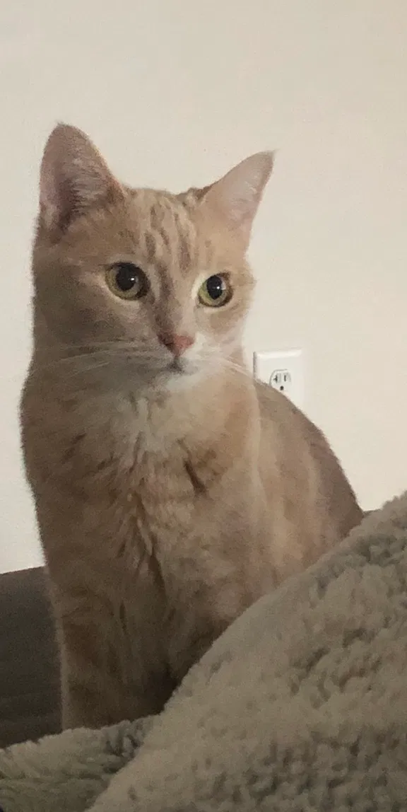 Lost cat in Kent, WA, 98042