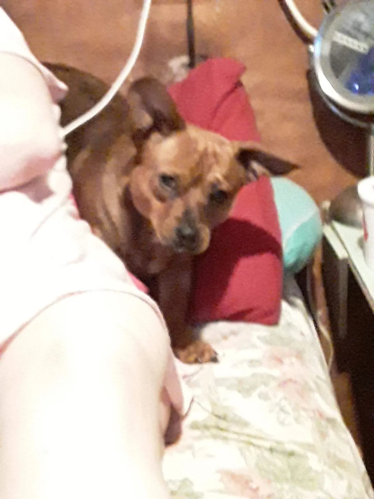 Lost dog in Fort Worth, TX, 76140