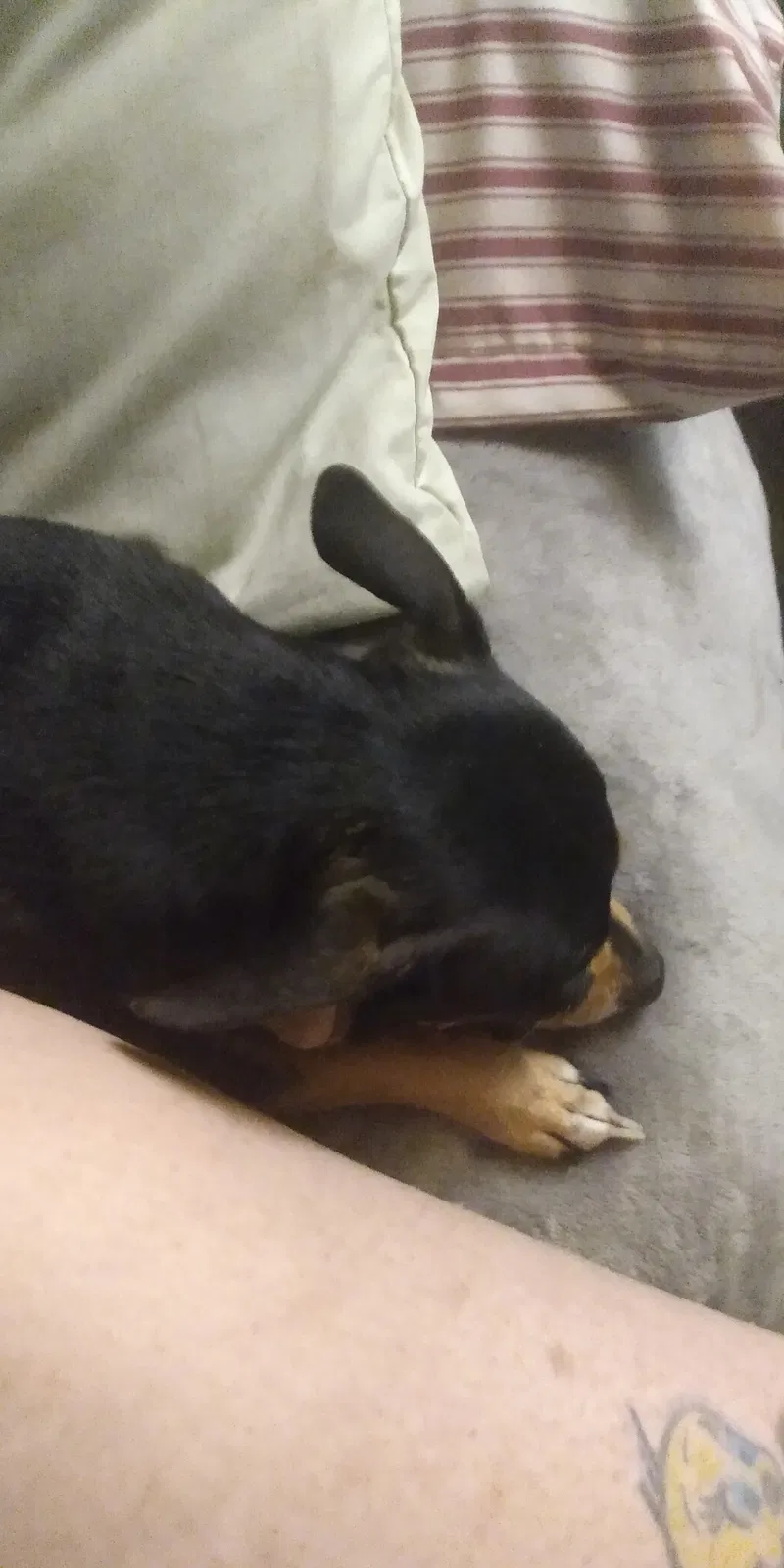 Lost dog in Fort Worth, TX, 76140