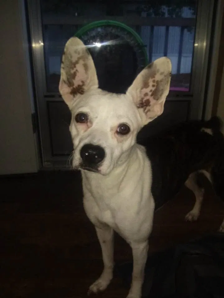 Lost dog in Dunn, NC, 28334