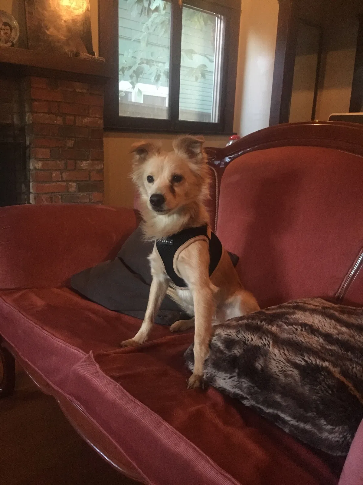 Lost dog in Los Angeles, CA, 90027