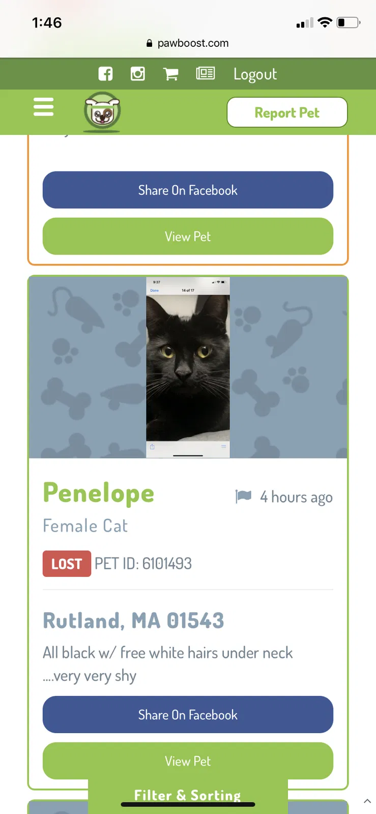 Lost cat in Rutland, MA, 1543