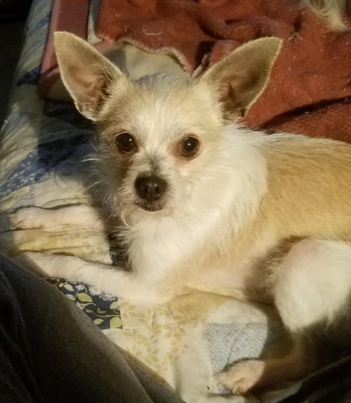 Lost dog in Tulsa, OK, 74137