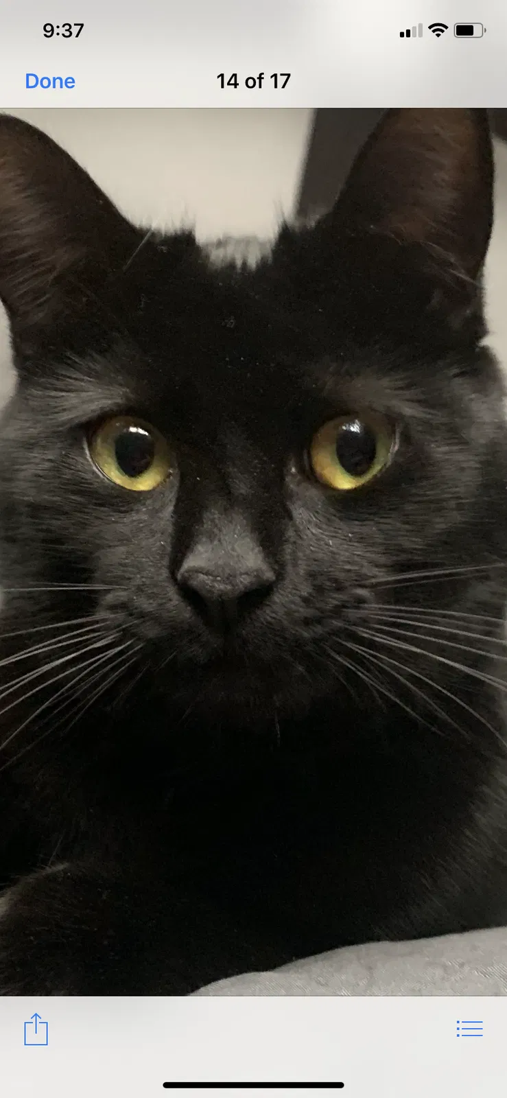 Lost cat in Rutland, MA, 1543
