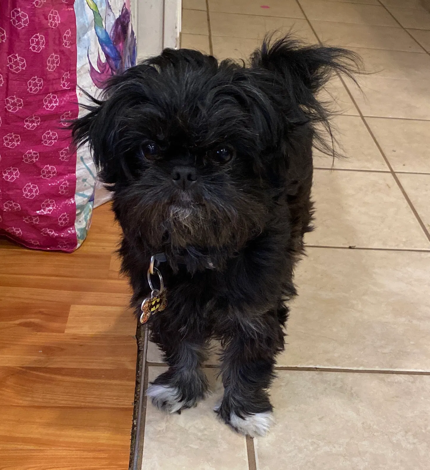 Lost dog in Mobile, AL, 36695