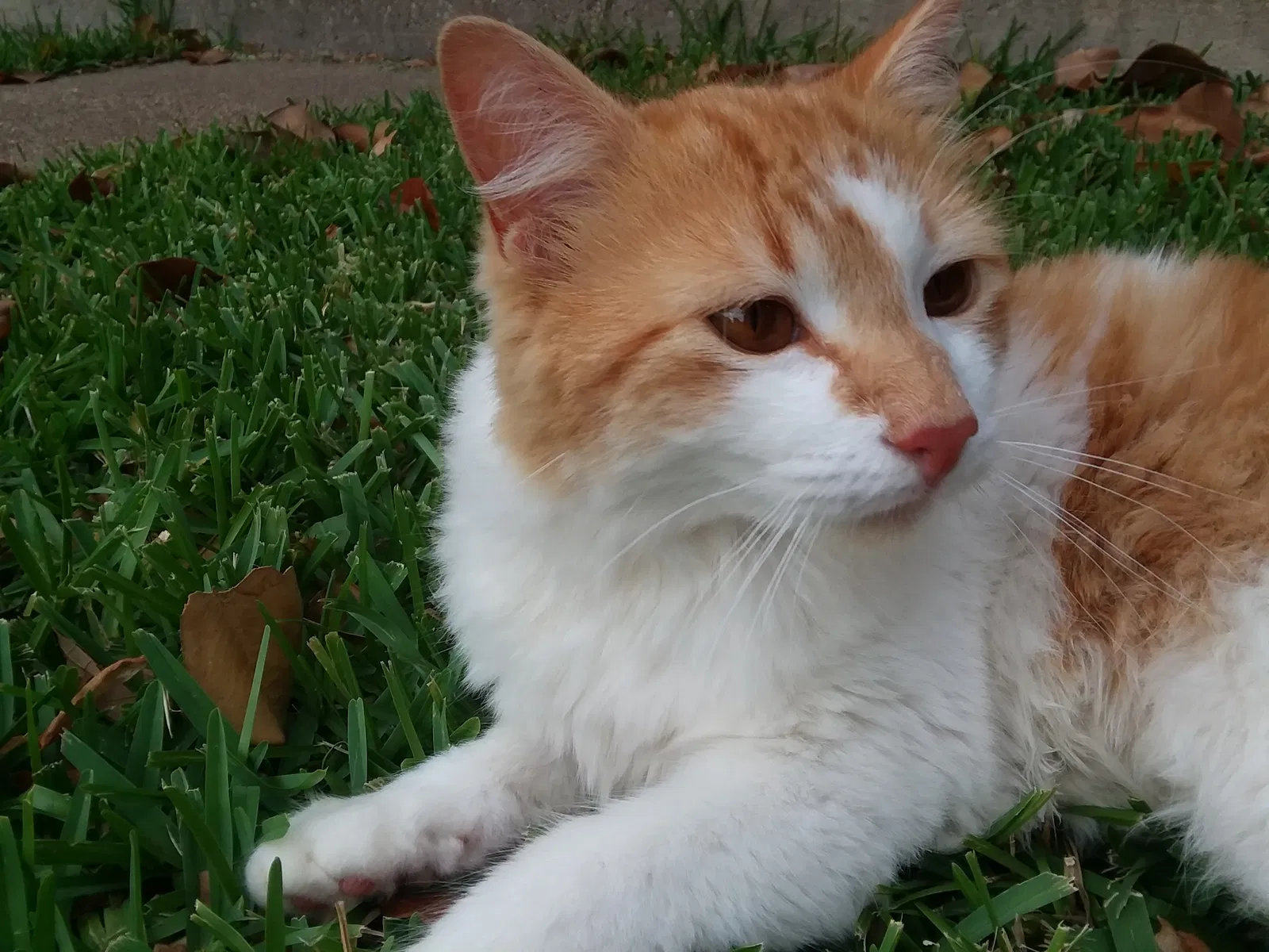 Lost cat in Fort Worth, TX, 76133