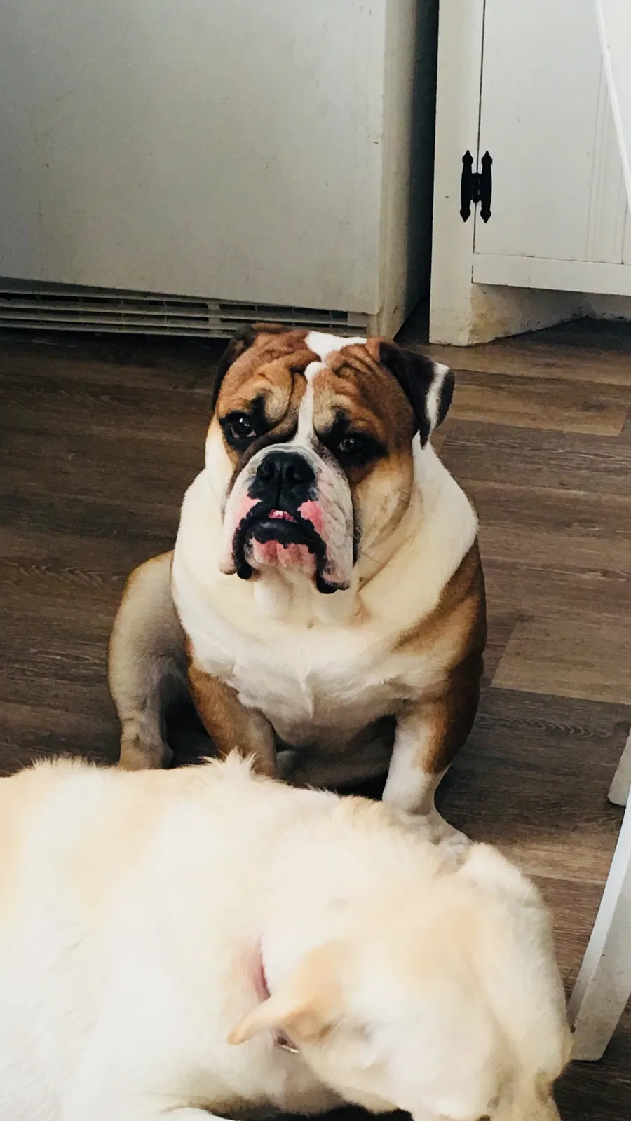 Lost dog in Franklin, TN, 37064
