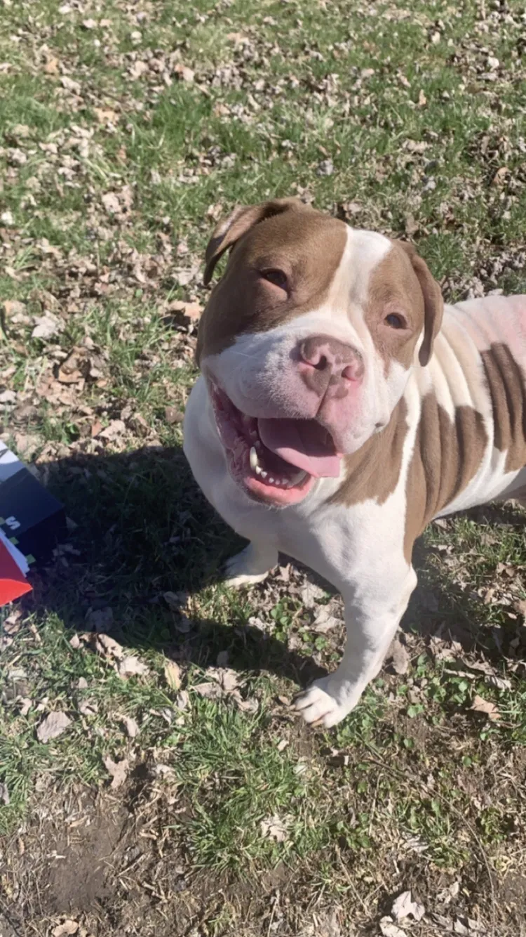 Lost dog in Dayton, OH, 45431