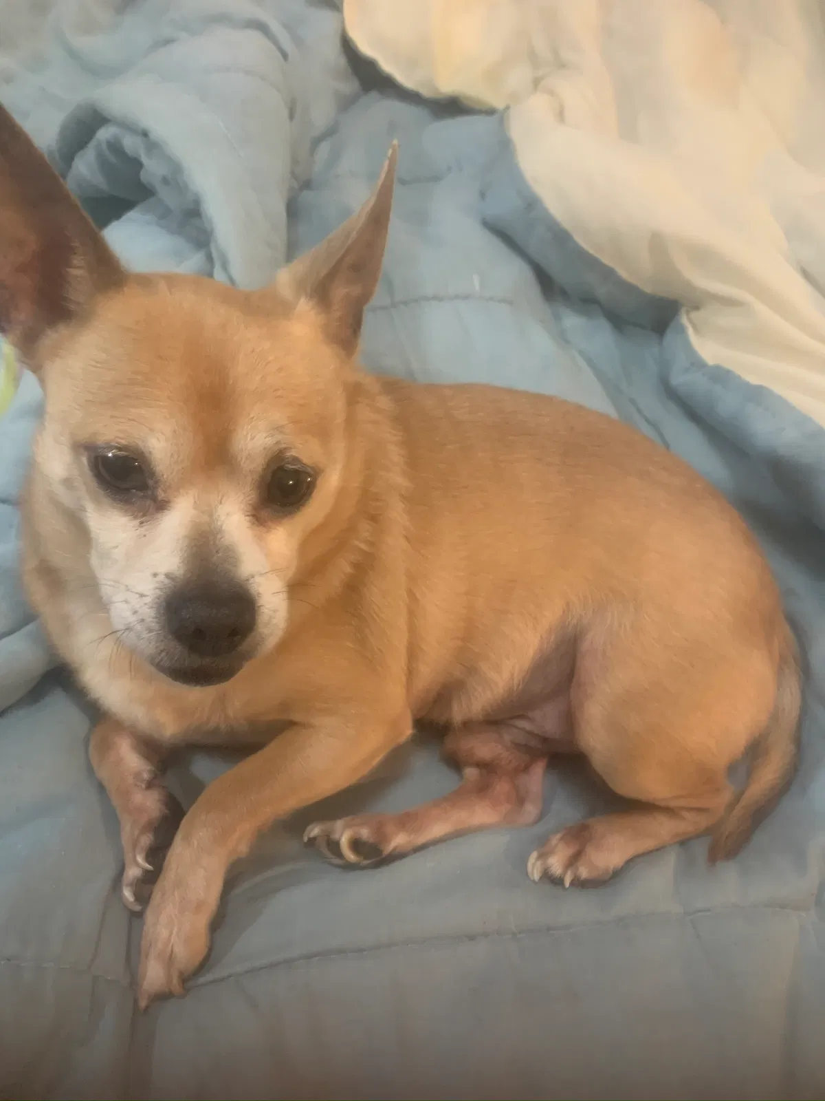 Lost dog in Vallejo, CA, 94590