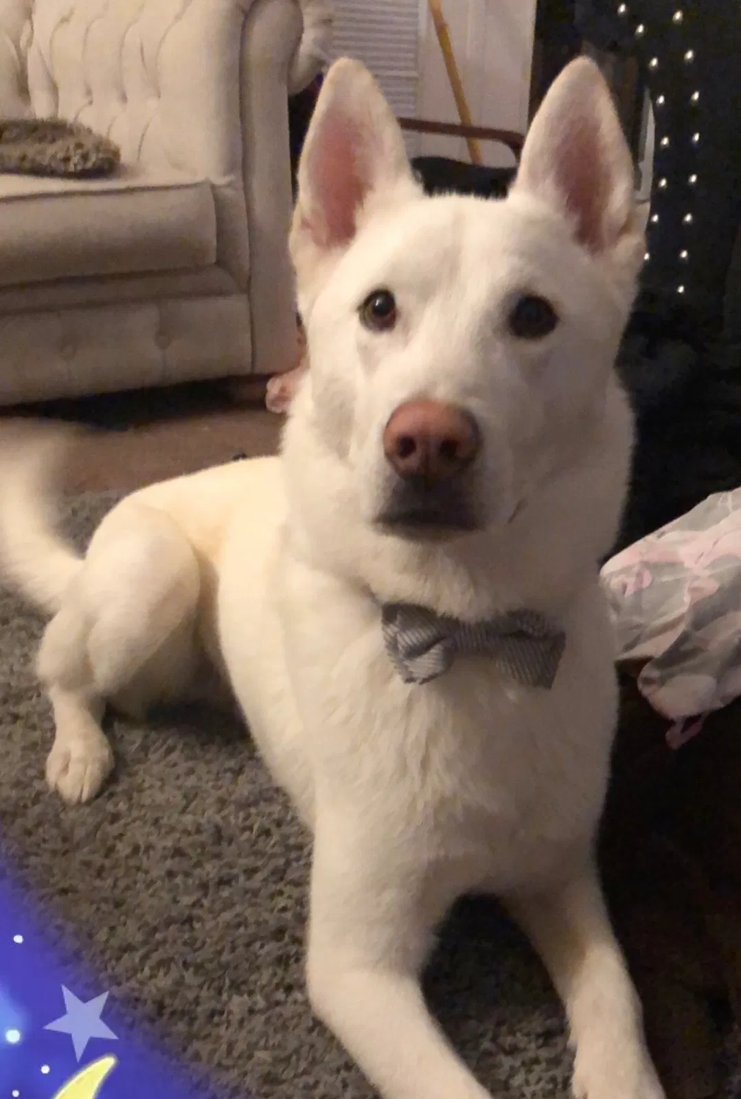Lost dog in Columbus, OH, 43235
