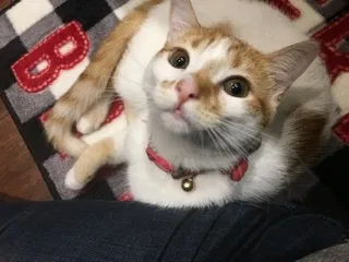 Lost cat in Riverside, CA, 92505