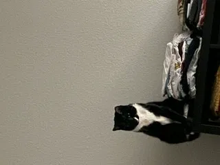 Lost cat in Denver, CO, 80228