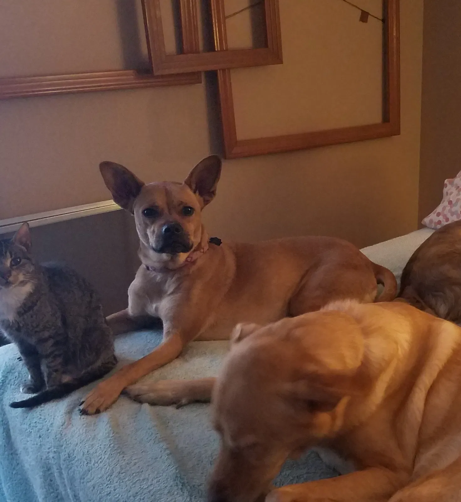 Lost dog in Memphis, TN, 38122