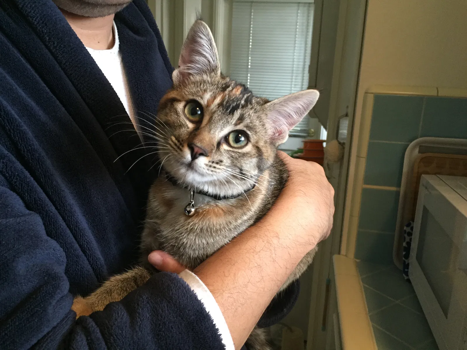 Lost cat in Fontana, CA, 92336