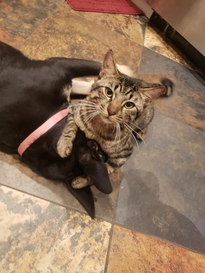 Lost cat in Glendale, AZ, 85310