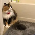 Lost cat in Charlotte, NC, 28205