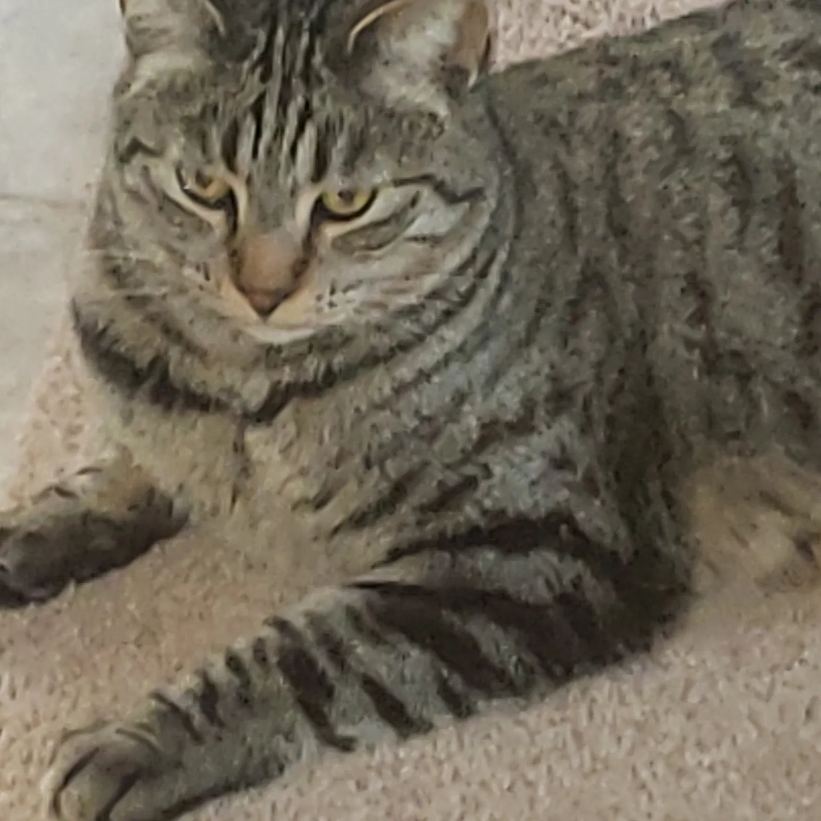 Lost cat in Lake Elsinore, CA, 92532